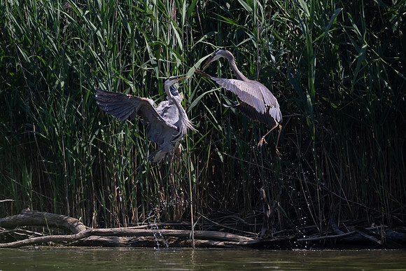 GRJ_1140-Edit